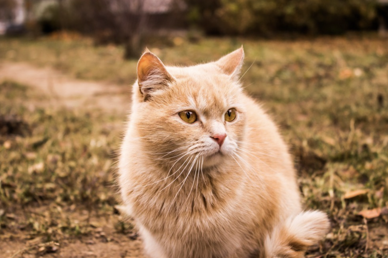 SpeedCat闪电猫机场:高速稳定的科学上网服务,全球节点无限畅游