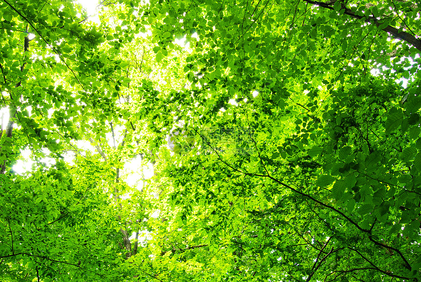 LinkCube（绿叶）机场评测：稳定低调、带宽拉满的高性价比 Trojan 机场